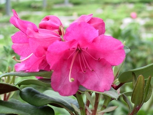 Rhododendron Williamsianum Willbrit